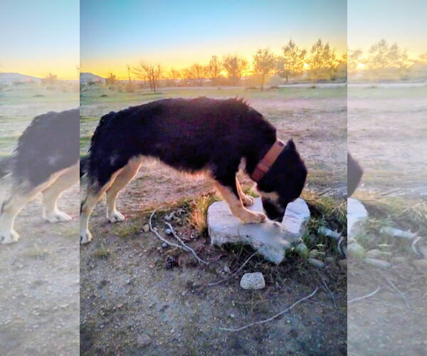 Medium Photo #4 Australian Shepherd-Unknown Mix Puppy For Sale in Apple Valley, CA, USA