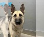 Small German Shepherd Dog Mix