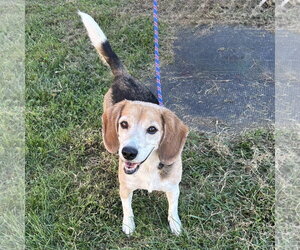 Beagle Dogs for adoption in Batavia, OH, USA