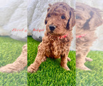 Small Photo #1 Poodle (Standard) Puppy For Sale in EL CAJON, CA, USA