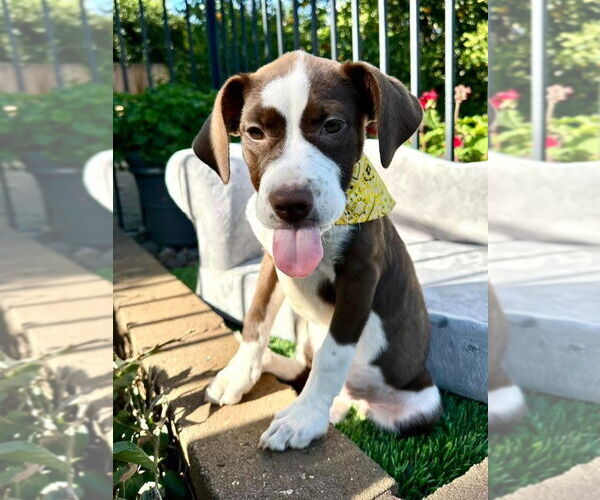 Medium Photo #4 American Pit Bull Terrier-Unknown Mix Puppy For Sale in Redlands, CA, USA