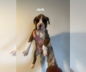 Boxer Puppy for sale in ELKHART, IN, USA