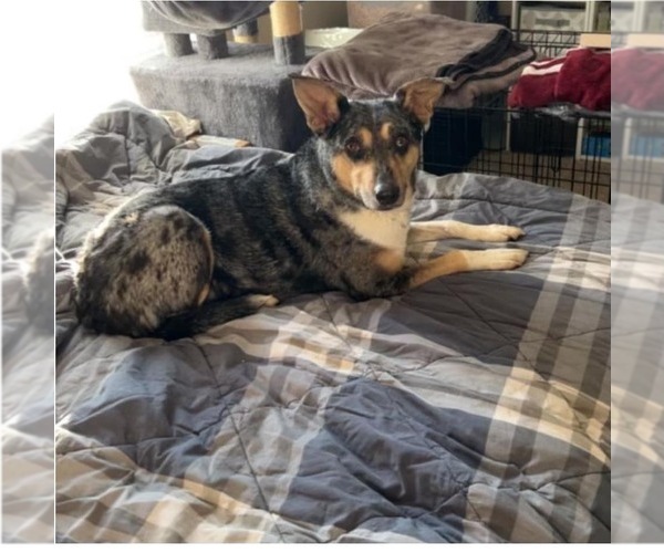 Medium Photo #7 Australian Shepherd-Unknown Mix Puppy For Sale in Minneapolis, MN, USA