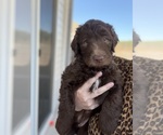 Small #9 Labradoodle
