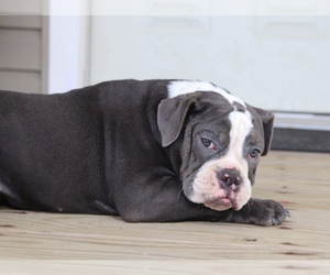 Olde English Bulldogge Puppy for sale in MOUNT VERNON, OH, USA