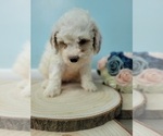 Small Photo #5 Bernedoodle Puppy For Sale in LAKE CITY, FL, USA