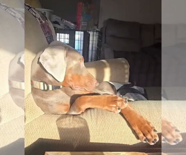 Medium Photo #4 Doberman Pinscher Puppy For Sale in Buffalo, MN, USA