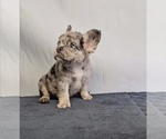 Small #4 French Bulldog