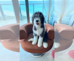 Sheepadoodle Puppy for sale in HOLLYWOOD, FL, USA