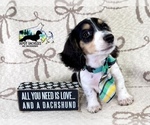 Small #4 Dachshund