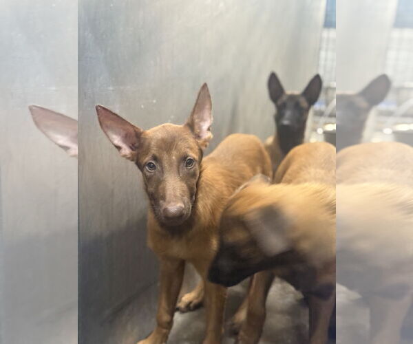 Medium Photo #8 Mutt Puppy For Sale in Woodbury, NY, USA