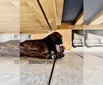 Small #1 Mutt