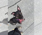 Small #24 Dutch Shepherd  Mix