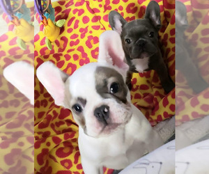 French Bulldog Puppy for sale in FLORENCE, OR, USA