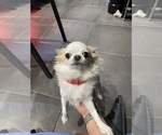 Small Photo #1 Chihuahua Puppy For Sale in TYSONS CORNER, VA, USA