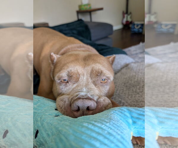 Medium Photo #3 American Pit Bull Terrier Puppy For Sale in Virginia Beach, VA, USA