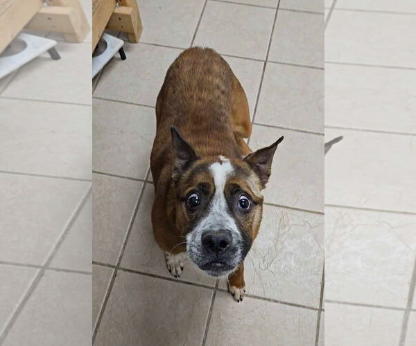 Medium Photo #8 Boston Terrier-Unknown Mix Puppy For Sale in McDonough, GA, USA