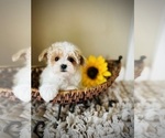 Small Photo #4 Maltipoo Puppy For Sale in CROSSVILLE, TN, USA