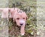 Small Photo #56 Goldendoodle Puppy For Sale in WEST PLAINS, MO, USA