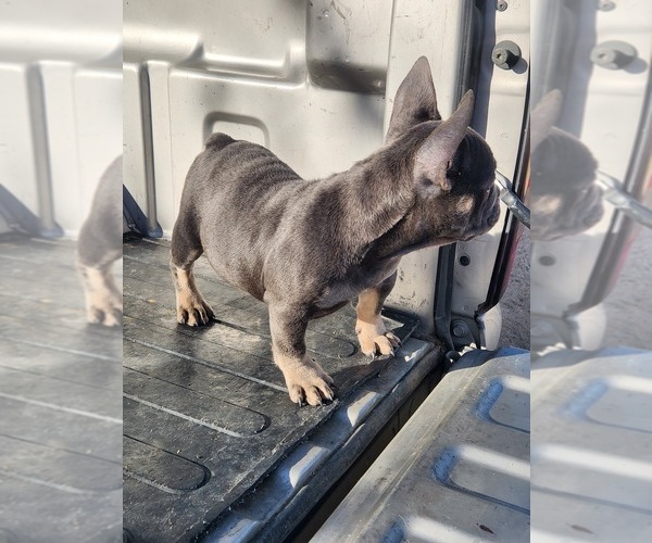 Medium Photo #3 French Bulldog Puppy For Sale in HESPERIA, CA, USA