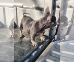 Small Photo #3 French Bulldog Puppy For Sale in HESPERIA, CA, USA