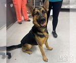 Small #3 German Shepherd Dog Mix