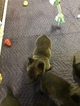 Small Photo #2 Belgian Malinois-Dutch Shepherd Dog Mix Puppy For Sale in BRIGHTON, TN, USA