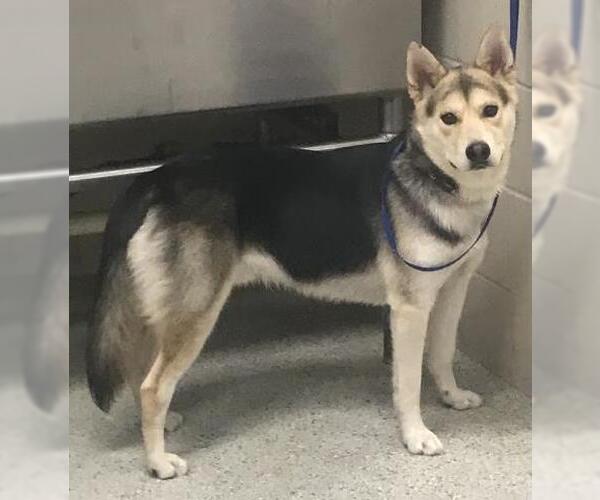 Medium Photo #1 Gerberian Shepsky Puppy For Sale in Conroe, TX, USA