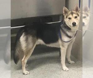 Gerberian Shepsky Dogs for adoption in Conroe, TX, USA
