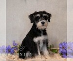 Small #1 Schnauzer (Miniature)