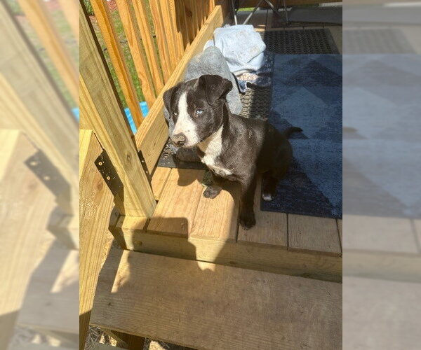 Medium Photo #3 Mutt Puppy For Sale in Evansville, IN, USA