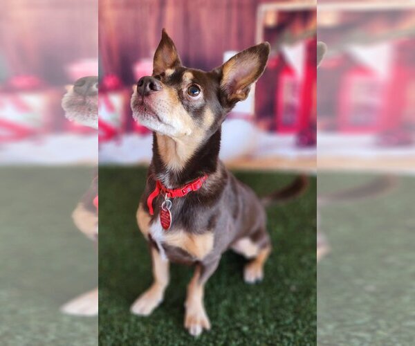 Medium Photo #5 Chiweenie Puppy For Sale in Phoenix, AZ, USA
