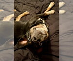 Small #3 Mutt