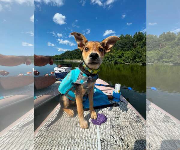 Medium Photo #1 Mutt Puppy For Sale in Uwchlan, PA, USA