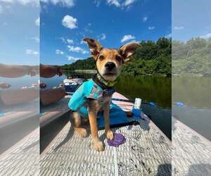 Mutt Dogs for adoption in Uwchlan, PA, USA