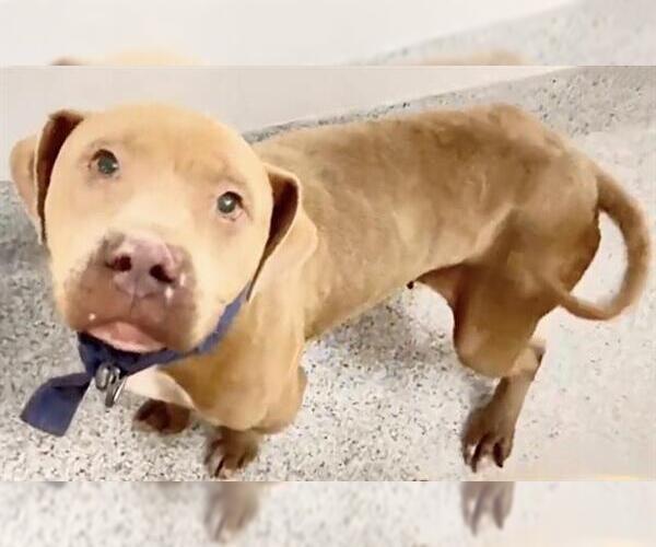 Medium Photo #4 Staffordshire Bull Terrier Puppy For Sale in Houston, TX, USA