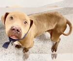 Small #3 Staffordshire Bull Terrier