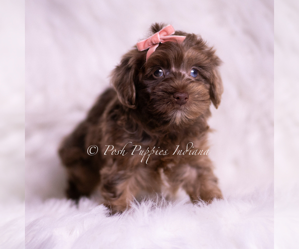 Medium Photo #3 Yorkipoo Puppy For Sale in WARSAW, IN, USA