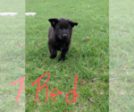 Small Photo #3 German Shepherd Dog Puppy For Sale in HEGINS, PA, USA
