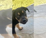 Small #1 Rottweiler Mix