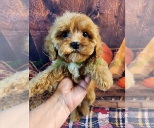 Cavapoo Puppy for sale in TECUMSEH, MI, USA
