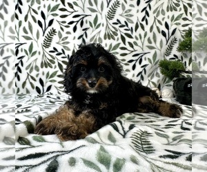 Cavapoo Puppy for sale in GREENFIELD, IN, USA