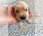 Small Photo #1 Golden Retriever Puppy For Sale in SIOUX CENTER, IA, USA