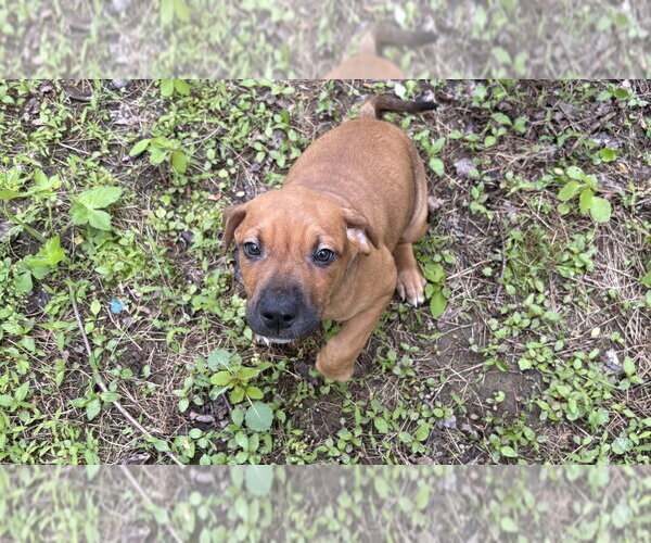 Medium Photo #1 Bulldog-Doberman Pinscher Mix Puppy For Sale in Springdale, PA, USA