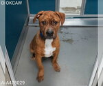 Small Staffordshire Bull Terrier