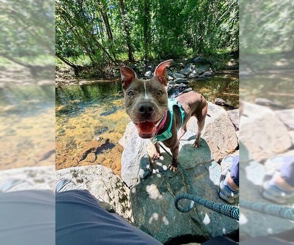 Medium Photo #2 Mutt Puppy For Sale in Forestville, MD, USA