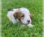 Puppy King Poodle (Miniature)