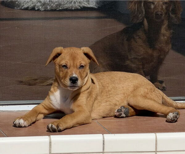Medium Photo #3 Labrador Retriever-Unknown Mix Puppy For Sale in Royal Palm Beach, FL, USA
