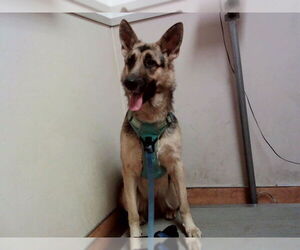 German Shepherd Dog Dogs for adoption in Martinez, CA, USA