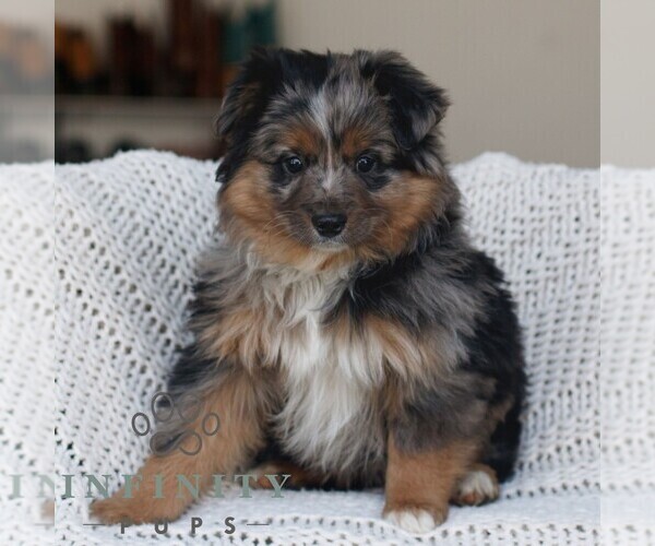 Medium Photo #2 Miniature Australian Shepherd Puppy For Sale in NEW HOLLAND, PA, USA